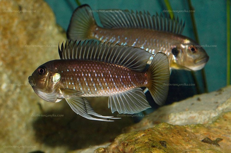 Triglachromis otostigma